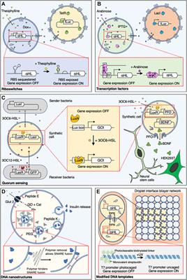 Controlling Synthetic Cell-Cell Communication